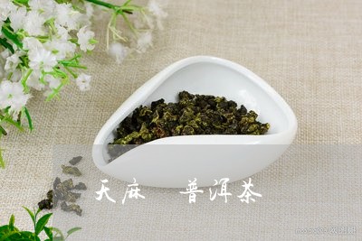 天麻 普洱茶/2023042886569